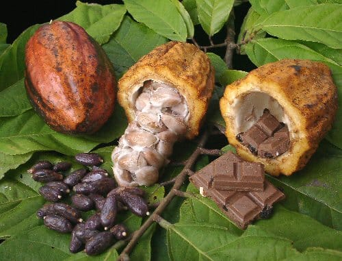 a cacao tree