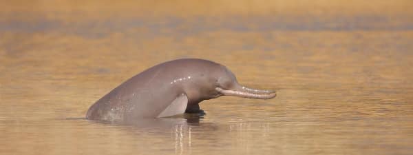 Dolphin1.Indian Link